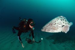 bass and diver come face to face- who is more interested?... by Fiona Ayerst 